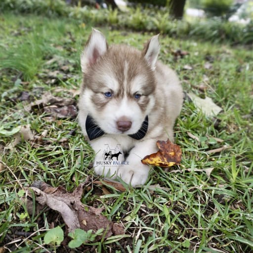 AKC Rafael Solano 16
